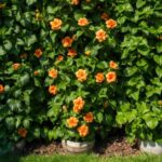 3 plantas que evitan que tus vecinos te espíen ¡Muro natural y precioso!Logra intimidad en tu hogar con estas 3 plantas para un cerco vivo. Opciones estéticas, resistentes y aprobadas por expertos en botánica.